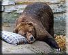 Click image for larger version

Name:	Sleeping_Bear.jpg
Views:	203
Size:	35.6 KB
ID:	97623