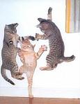 funny pictures kitty kung fu